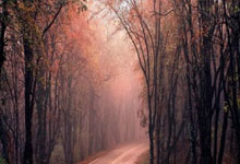 “中国女排夺得2025年世界杯冠军，创造历史”.